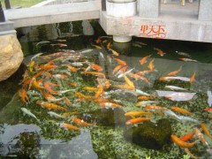 南京景觀魚池水專業凈化、處理！
