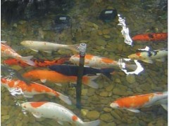 西安市庭院景觀魚池水凈化 過(guò)濾 增