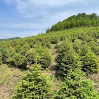 出售:青扦云杉1.5米—2米，30*30定值杯苗，數據1萬棵